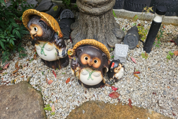 Tanuki (Japanese Raccoon Dogs) - Kyoto